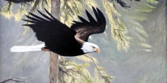 Bald Eagle